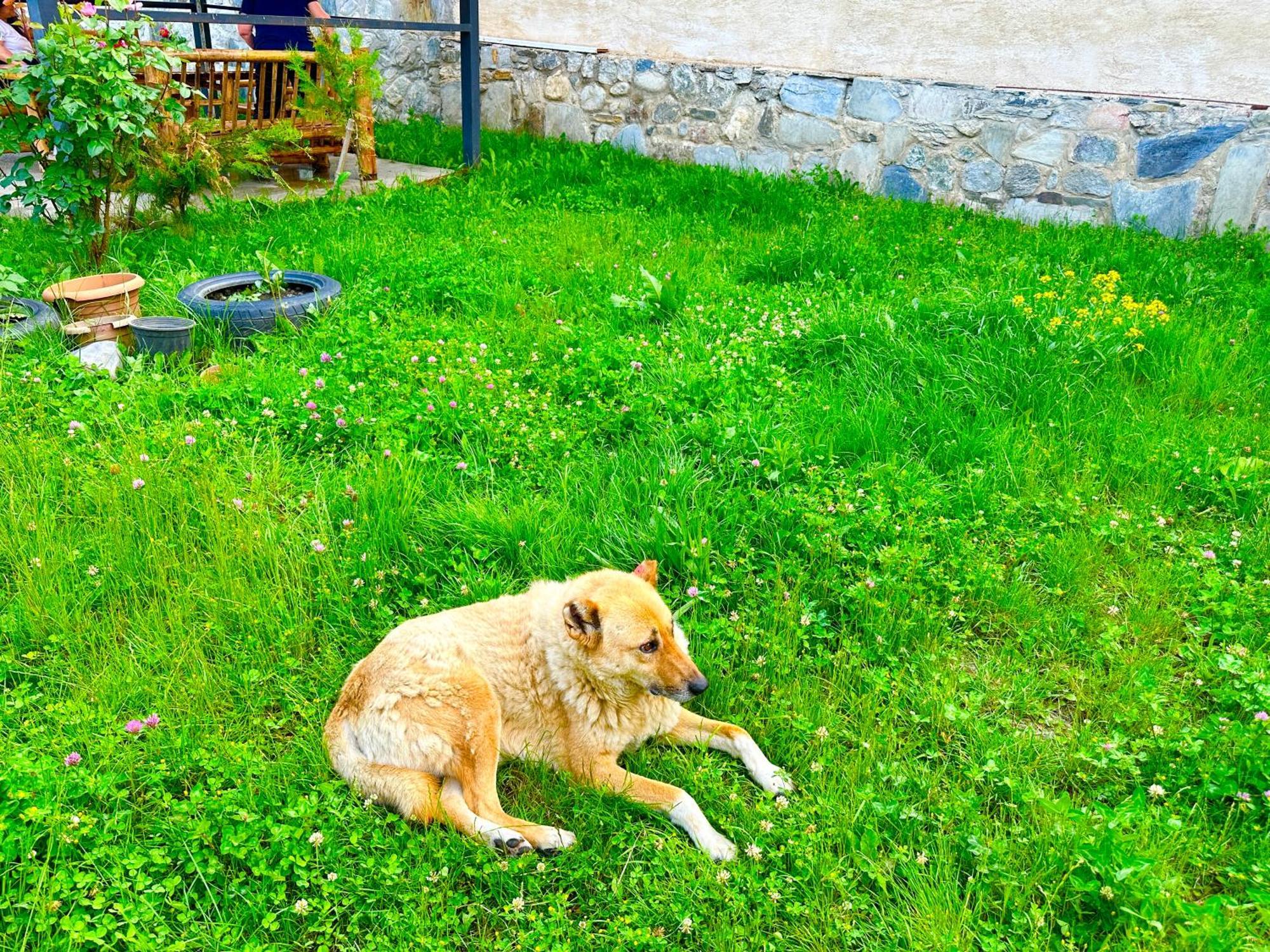 Mziuri Guest House Mestia Exteriör bild